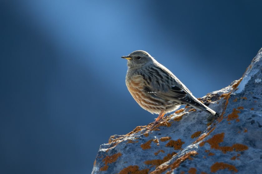 01R-102-AP.-Alpenbraunelle-840×560