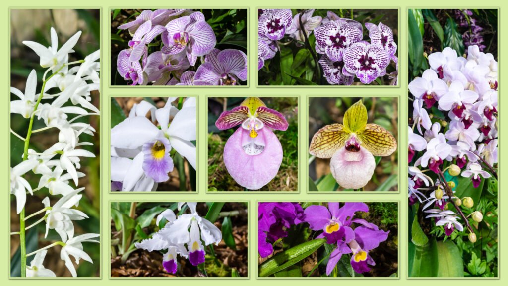 093_Collage_Vielfalt-der-Orchideen-1920×1080