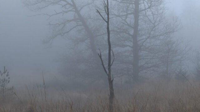 2025-12-28_Natuur_PXL_20251228_150022041a-684×1024