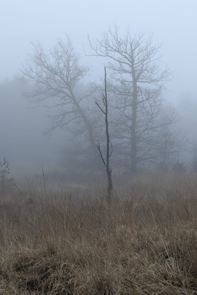 2025-12-28_Natuur_PXL_20251228_150022041a-684×1024