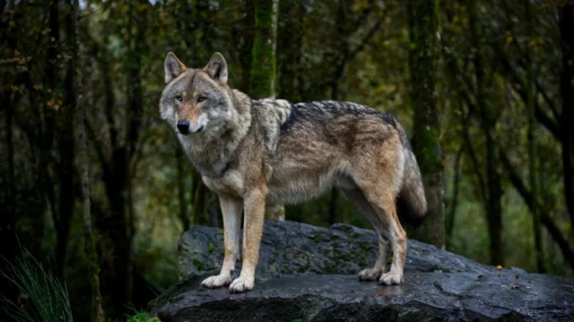 Chrissie_Nature_Top_Dog