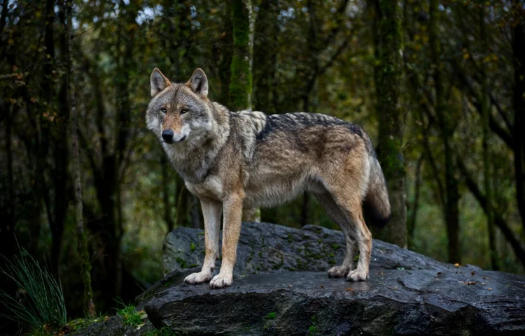 Chrissie_Nature_Top_Dog