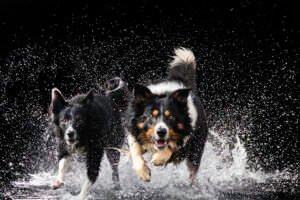 F1_492_HK7A4708-Rediger-copy-1-300×200