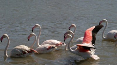 Flamant