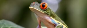 Foto-van-de-maand-banner-2-300×99