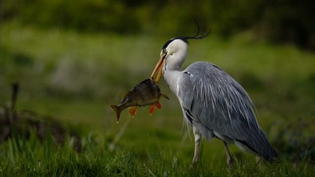 Hungry-Heron-830×542
