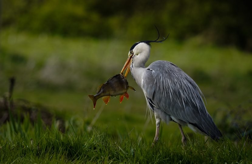 Hungry-Heron-830×542