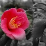 Ipiccy_0073-Cópia-150×150