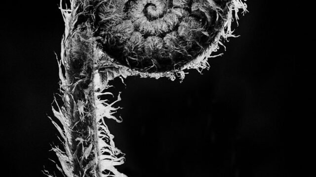 N185m_new-life-830×1171