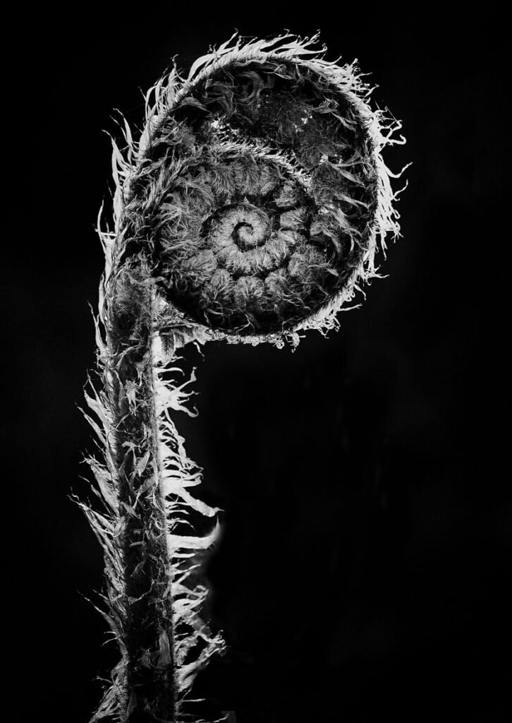 N185m_new-life-830×1171
