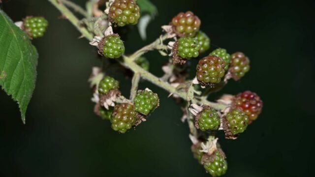 NZF_1624