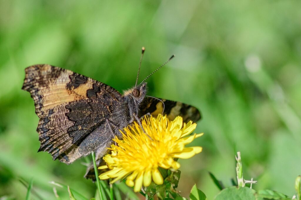 PAPILLON-1536×1024