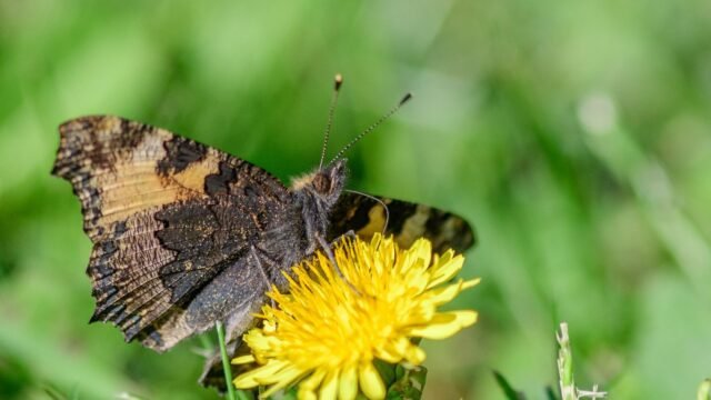 PAPILLON-1536×1024