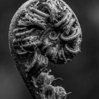 Synott_Kay_Unfurling