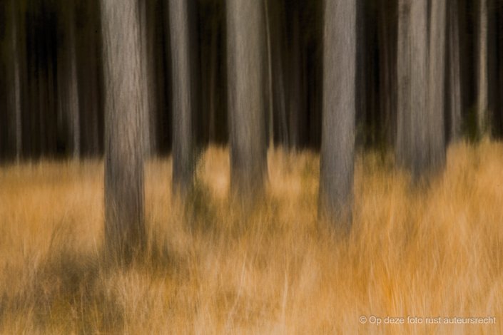 Wim Dunning
