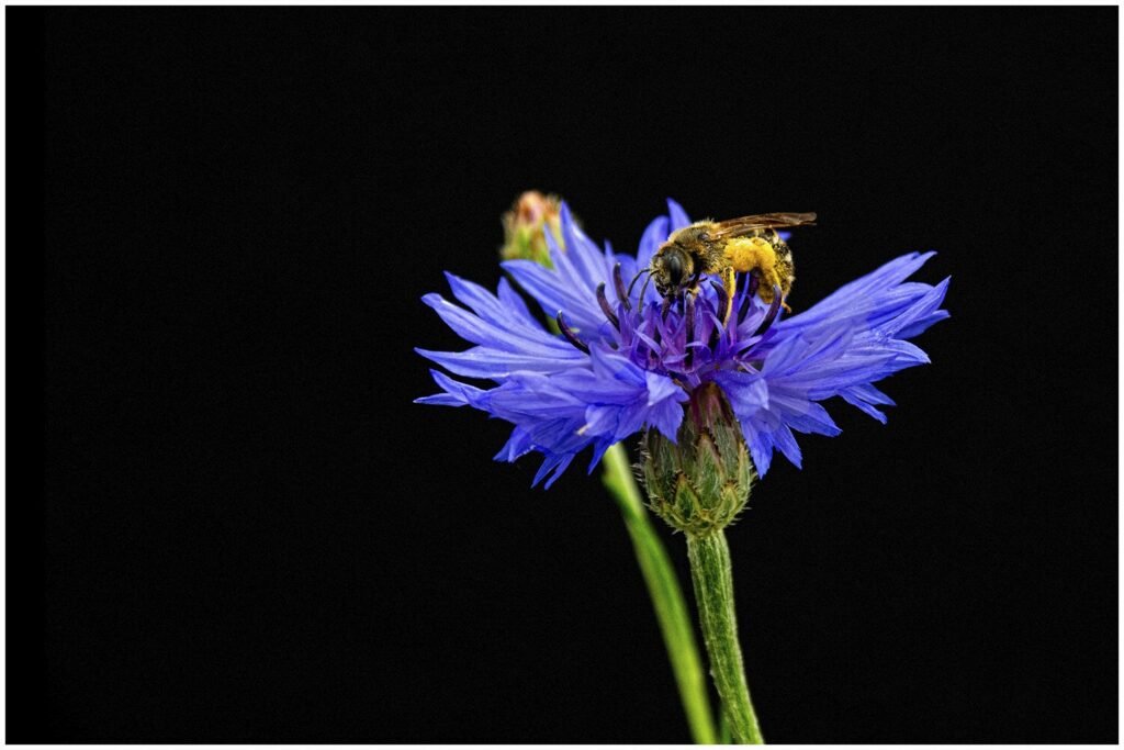 bluehendes-desiree-gruber-kornblume-3072-2400-95-c