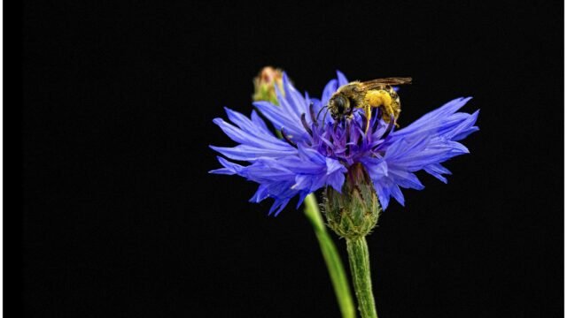 bluehendes-desiree-gruber-kornblume-3072-2400-95-c