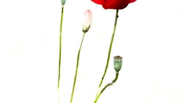 coquelicots-1365×2048