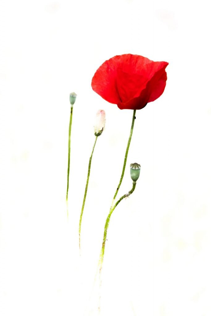 coquelicots-1365×2048