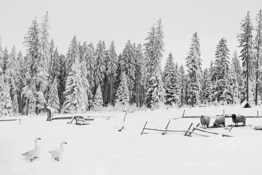 _dsc4401