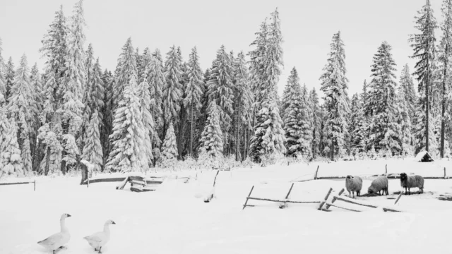 _dsc4401
