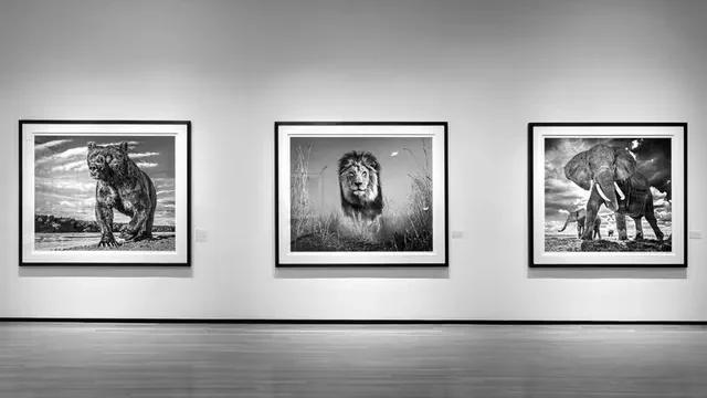 gallery