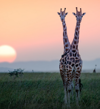 girafe