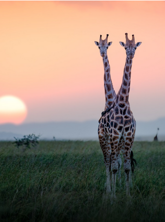 girafe