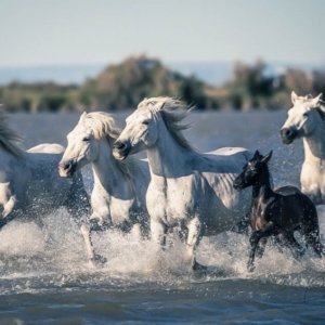 image003-300×300