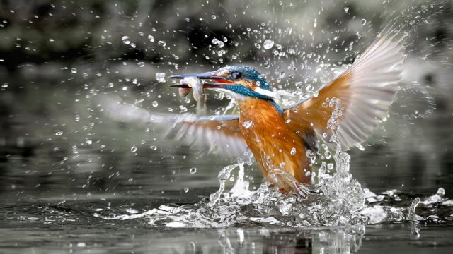 image1001362