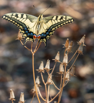 papillon
