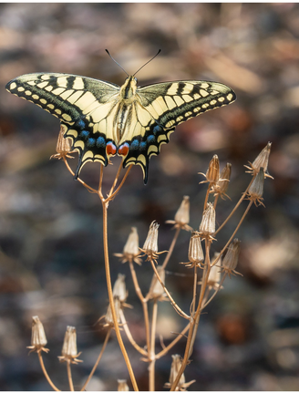 papillon