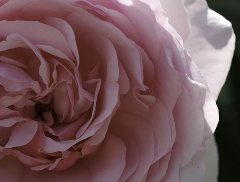photoclub2