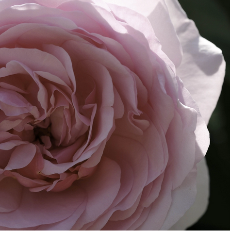photoclub2