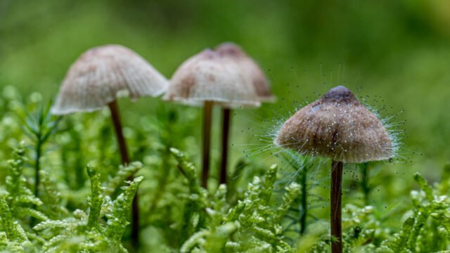 rang1-20_b_udo-niemoeller-forstenrieder-wald-pilze-x600