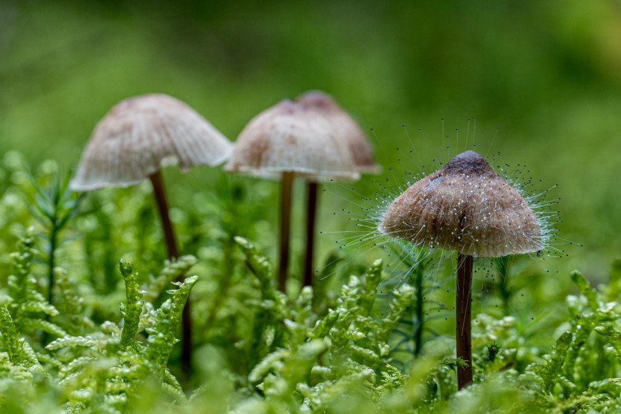 rang1-20_b_udo-niemoeller-forstenrieder-wald-pilze-x600