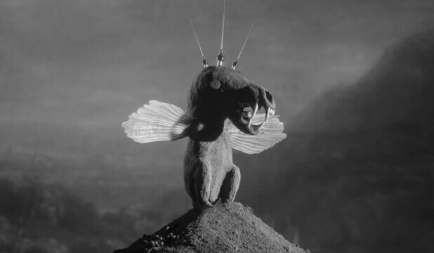 08.-Cricutovulpes-pinnatus-01b-618×464-cc