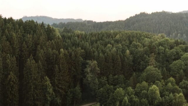 1-4-Haslach-Sommer-2021-engl.-Summer-477x347cm-scaled-860×630