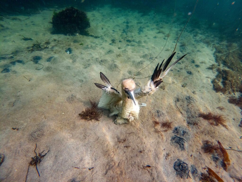 3rd-Maura-Hickey-Sea-Bird-1536×1152