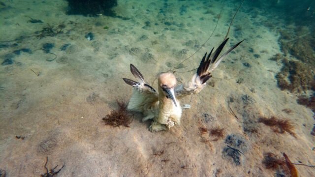3rd-Maura-Hickey-Sea-Bird-1536×1152