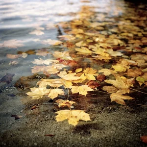 lac_04