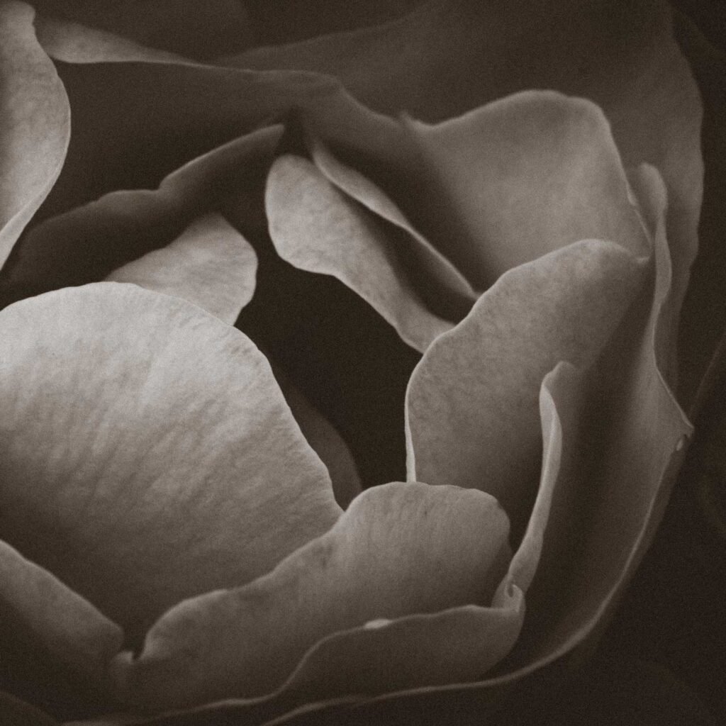 velvet-petals