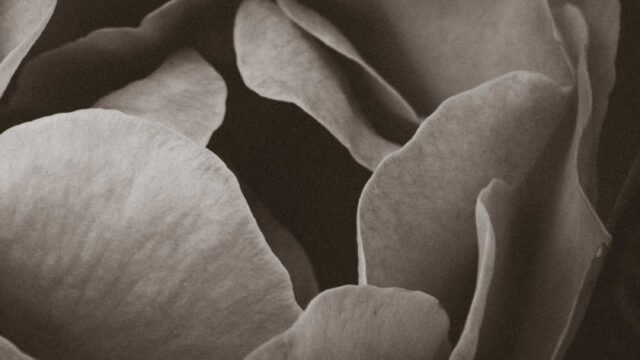 velvet-petals