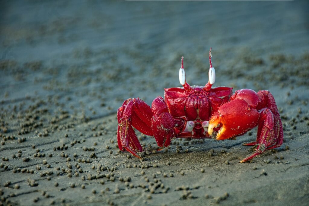 06.Vanishing-Footprints-of-the-Red-Ghost-Crab