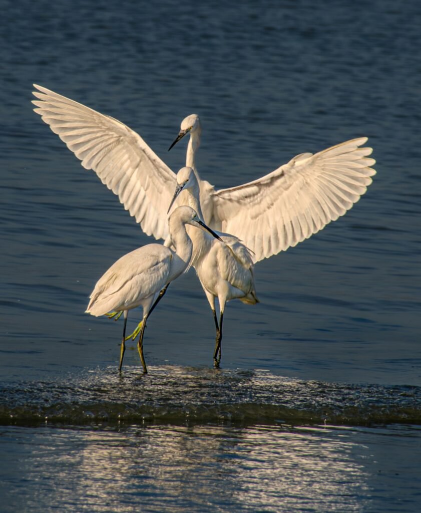 10.Wings-Over-Coastal-Shallows